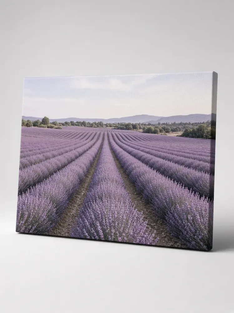 Lavender Field View